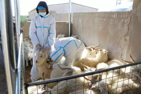 羊怎样养长得快(养羊长得快首先要选择生长速度较快的羊品种)?插图10 羊怎样养长得快(养羊长得快首先要选择生长速度较快的羊品种)?插图10