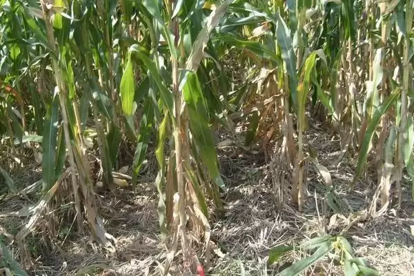 众望玉88玉米种子啥情况(众望玉88玉米种子种植介绍)？插图3