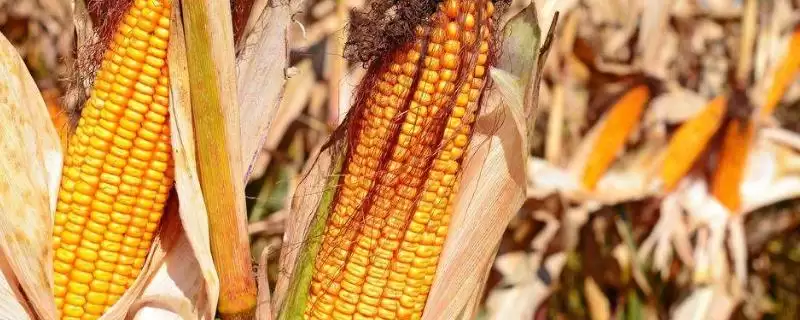 益硕甜糯936玉米种子特征特性(益硕甜糯936玉米种子特性怎样)？-会东网