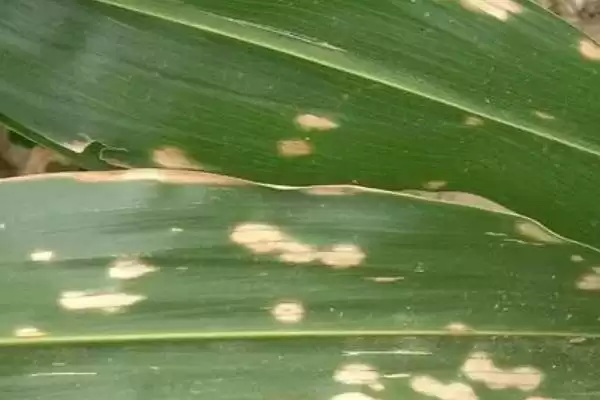 玉米圆斑病的症状(玉米圆斑病的症状表现有哪些)?插图1 玉米圆斑病的症状(玉米圆斑病的症状表现有哪些)?插图1