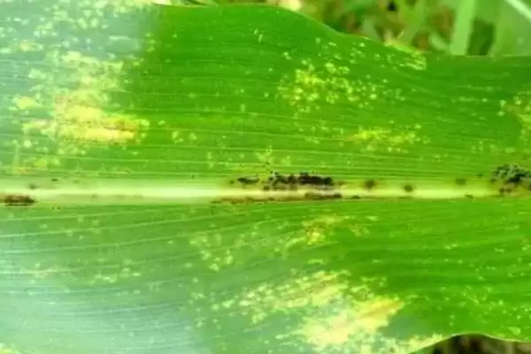 玉米褐斑病怎么防治(玉米褐斑病的有效防治方法是什么)？插图1