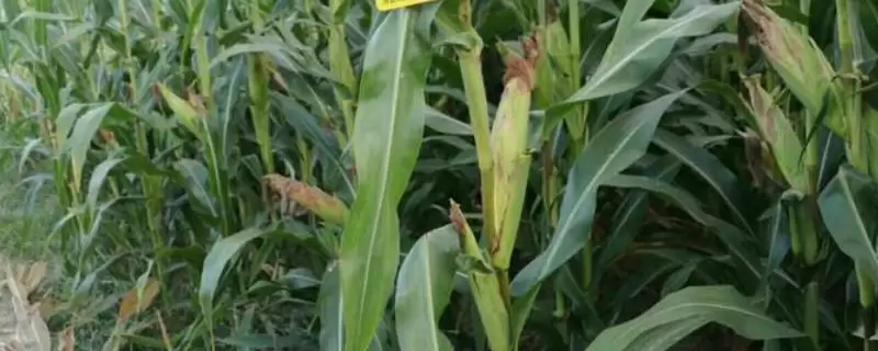 中科玉613玉米种子有啥特征特性(中科玉613玉米种子种植密度3000株／亩左右)？-会东网
