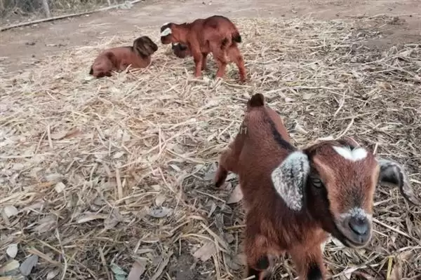 羊怎样养长得快(养羊长得快首先要选择生长速度较快的羊品种)?插图2 羊怎样养长得快(养羊长得快首先要选择生长速度较快的羊品种)?插图2