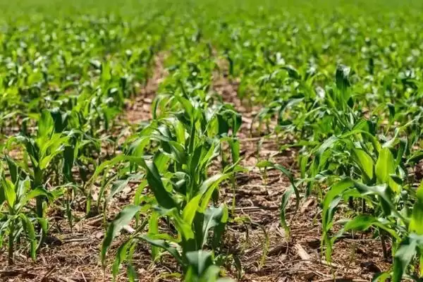 先玉1881玉米种子介绍及防治南方锈病要点?插图3 先玉1881玉米种子介绍及防治南方锈病要点?插图3