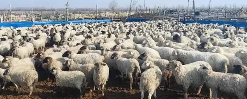 育肥羊如何养殖(育肥羊的养殖方法有哪些)？-会东网