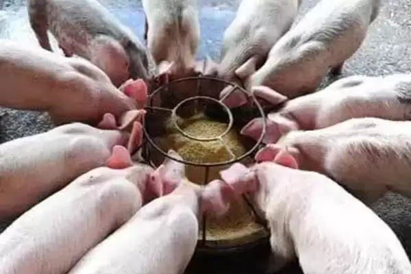 养猪没麸皮用什么代替(养猪没麸皮可用什么替代)?插图3 养猪没麸皮用什么代替(养猪没麸皮可用什么替代)?插图3