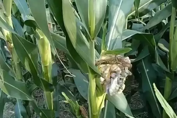 玉米丝黑穗病介绍(玉米丝黑穗病的基本情况介绍)?插图6 玉米丝黑穗病介绍(玉米丝黑穗病的基本情况介绍)?插图6