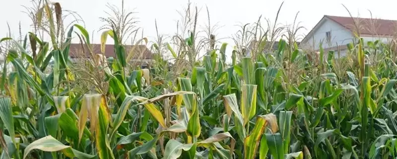 乡糯4玉米种简介及种植密度不宜过大要点？-会东网