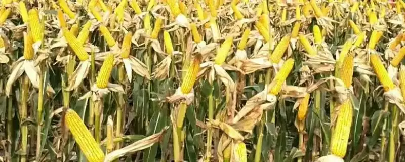 先玉1782玉米品种特性及种植密度要点？-会东网