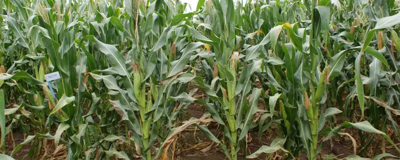 郑原玉995玉米品种啥情况(郑原玉995玉米品种种植密度不宜过大)？-会东网