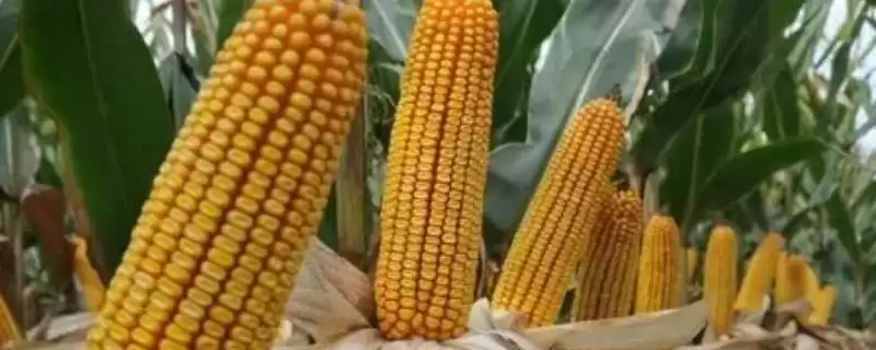 翔玉791玉米品种简介及播期要点？-会东网