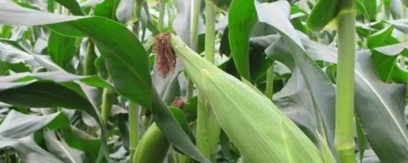 钰硕707玉米种子特点(钰硕707玉米种子有哪些特点)？-会东网