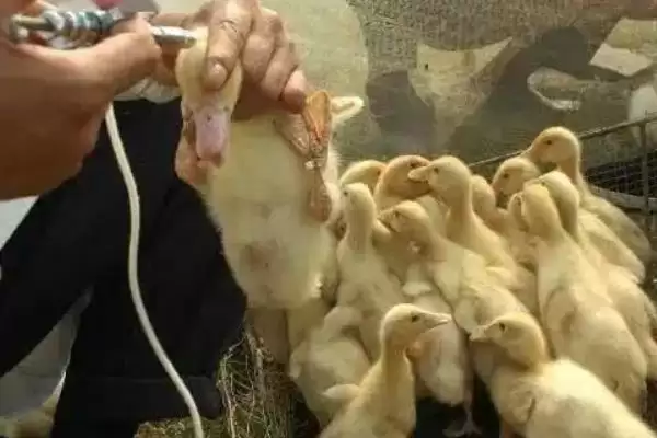 小鹅水喝多是否拉稀及相关注意事项要点？插图6