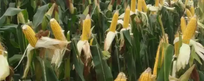 玉米什么时候追肥(玉米追肥的最佳时期是什么时候)？-会东网
