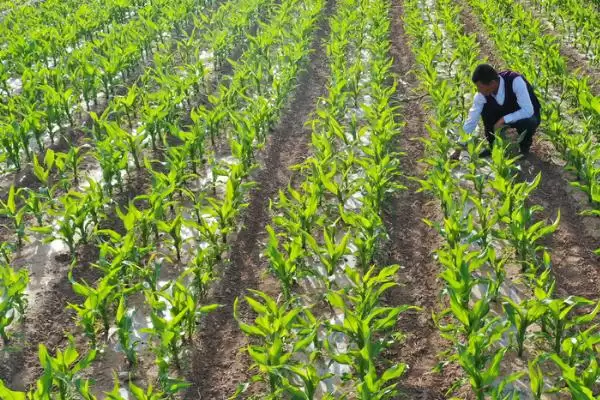 玉米丝黑穗病介绍(玉米丝黑穗病的基本情况介绍)?插图9 玉米丝黑穗病介绍(玉米丝黑穗病的基本情况介绍)?插图9