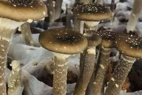 猪肚菇是什么菌类(猪肚菇是一种较常见的野生食用菌)?插图1 猪肚菇是什么菌类(猪肚菇是一种较常见的野生食用菌)?插图1