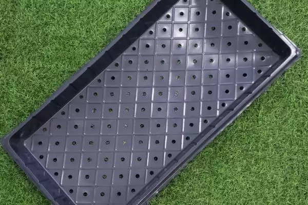 育玉米苗需哪种育苗盘(育玉米苗适合用哪种育苗盘)?插图1 育玉米苗需哪种育苗盘(育玉米苗适合用哪种育苗盘)?插图1