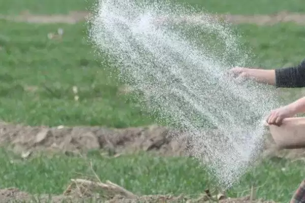 小麦底肥选择：有机和无机结合方式要点？插图2