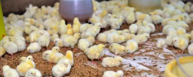 小鸡养殖技术及饲养密度控制要点？-会东网
