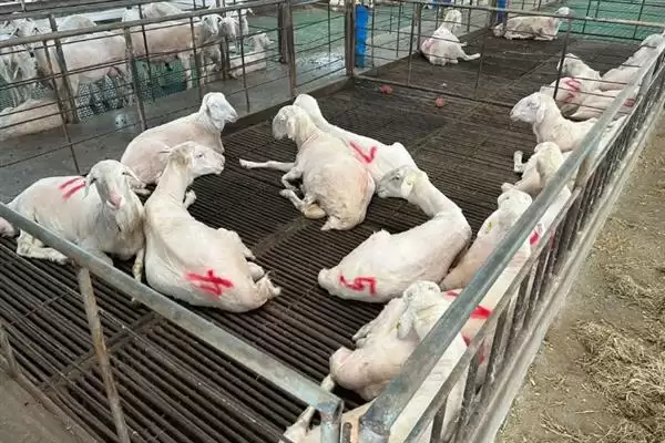 羊怎样养长得快(养羊长得快首先要选择生长速度较快的羊品种)?插图3 羊怎样养长得快(养羊长得快首先要选择生长速度较快的羊品种)?插图3