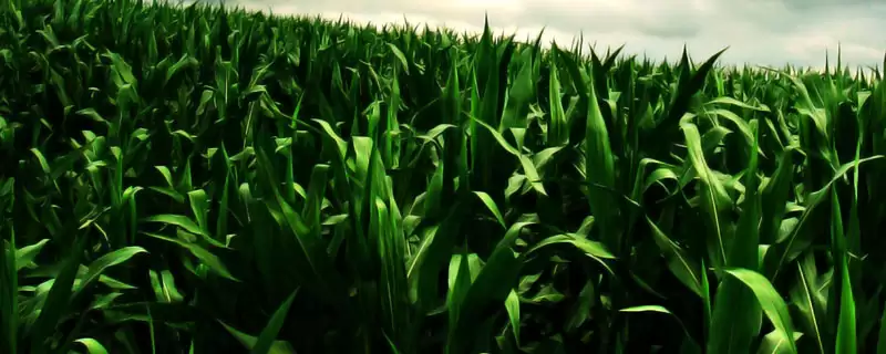 沃育669玉米种啥情况(沃育669玉米种注意防治苗期病虫害)?-会东网