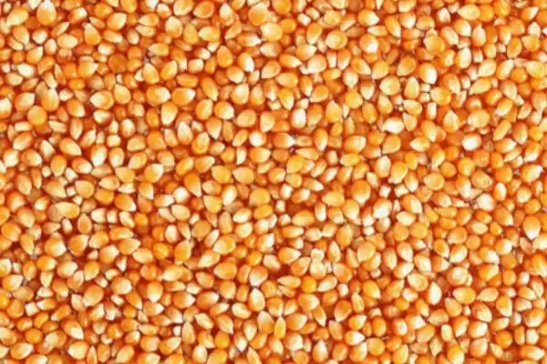 玉米种子翌年能不能用(玉米种子第二年还能否使用)?插图6 玉米种子翌年能不能用(玉米种子第二年还能否使用)?插图6