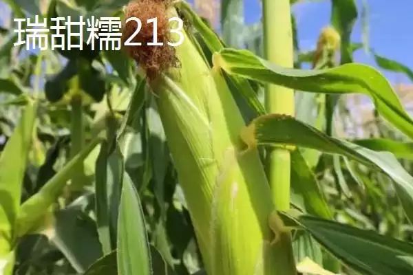 有哪些品质好的玉米种(品质好的玉米种有哪些推荐)？插图5