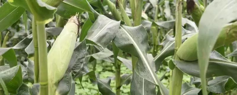 原玉10玉米品种的特性(原玉10玉米品种特性是什么)？-会东网