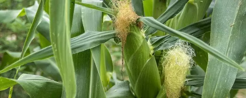 兆丰688玉米种子有啥特征特性(兆丰688玉米种子高抗茎腐病)？-会东网
