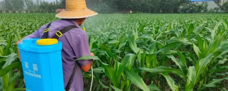 玉米控旺早上打药可以吗(玉米控旺早上打药是否合适)?-会东网