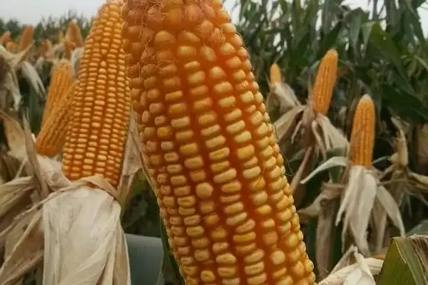 珍彩甜糯608玉米品种有啥特性(珍彩甜糯608玉米品种以充分发挥品种特性)？插图2