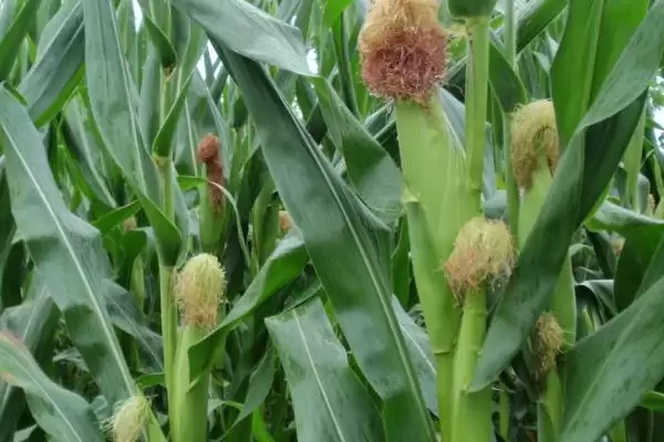 雄玉3831玉米种简介及种植密度要点？插图1