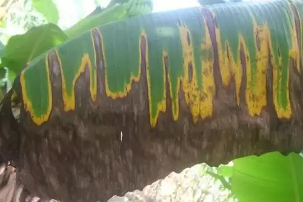 香蕉病虫害及防治方法：不同病虫害不同防治要点？插图3