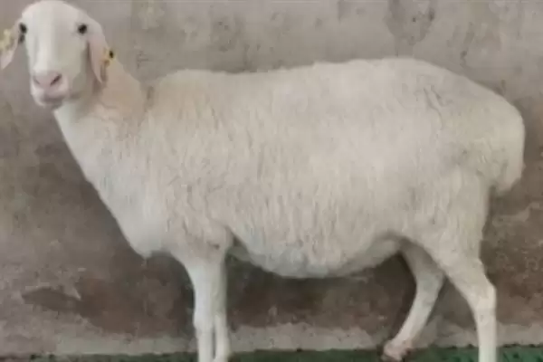羊怎样养长得快(养羊长得快首先要选择生长速度较快的羊品种)?插图7 羊怎样养长得快(养羊长得快首先要选择生长速度较快的羊品种)?插图7