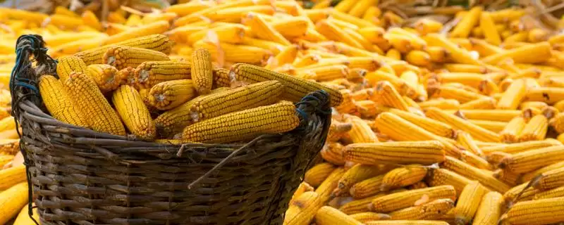 玉米刚种上可以浇水吗(玉米刚种完是否需要浇水)？-会东网