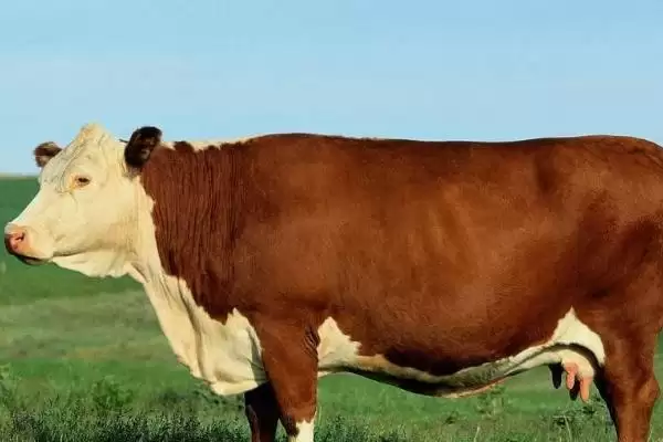 一头牛的体重(一头牛的体重一般是多少)？插图2