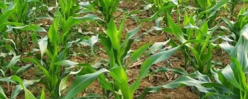 熙园981玉米种子介绍及种植密度要点？-会东网