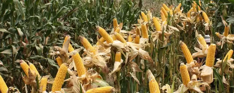 粤紫糯玉米种子特征特性(粤紫糯玉米种子特性有哪些)？-会东网