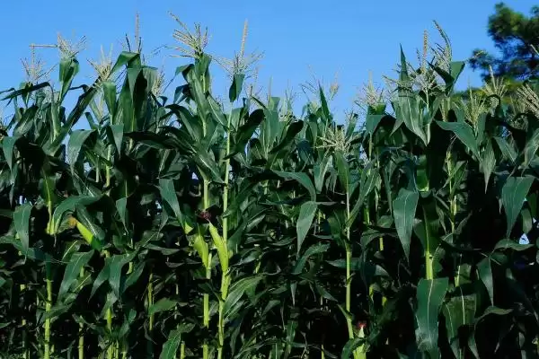 香满玉甜1号玉米种子介绍相关介绍?插图1 香满玉甜1号玉米种子介绍相关介绍?插图1