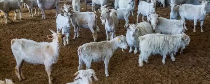 羊怎样养长得快(养羊长得快首先要选择生长速度较快的羊品种)?插图 羊怎样养长得快(养羊长得快首先要选择生长速度较快的羊品种)?插图