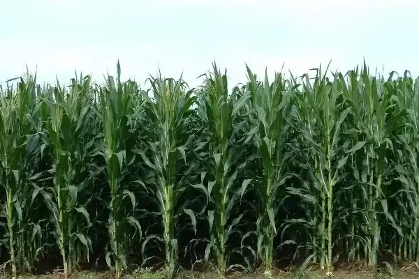 央玉118玉米种子特征特性(央玉118玉米种子特性有哪些)？插图1