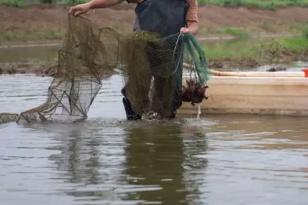 小龙虾怎么养殖(小龙虾养殖需清塘消毒、培育浮游生物后放虾苗)？插图14