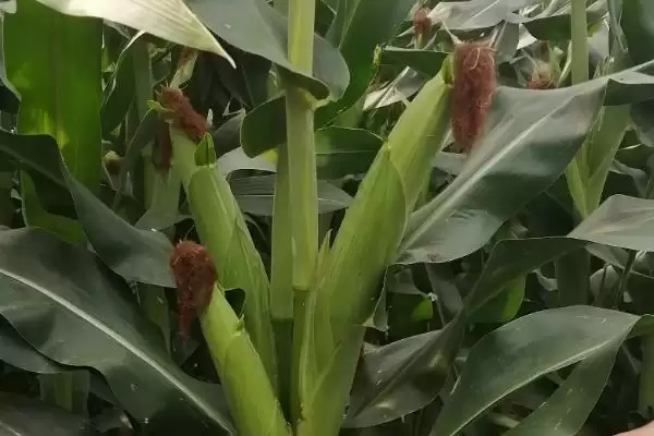 新玉79号玉米种子特征特性及播种时间要点?插图3 新玉79号玉米种子特征特性及播种时间要点?插图3