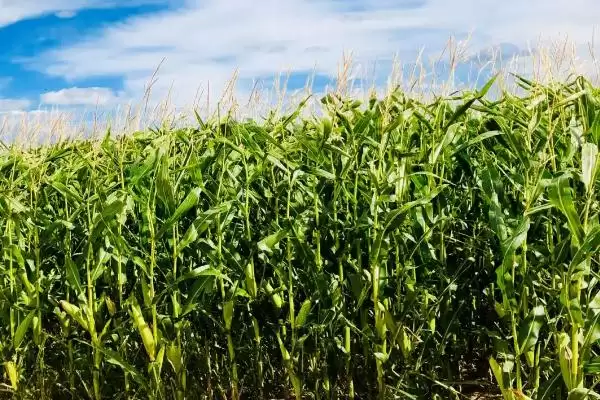 延科368玉米品种特性及播种量要点？插图3