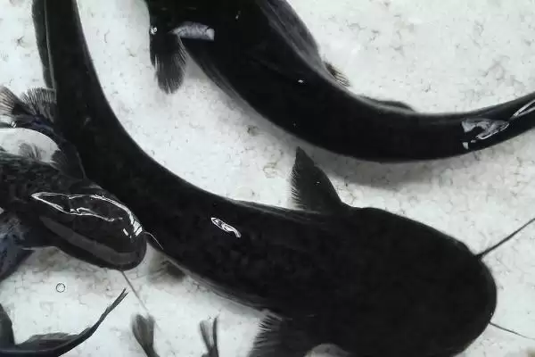 怎么养殖大口鲶(养殖大口鲶的方法和注意事项有哪些)？插图3