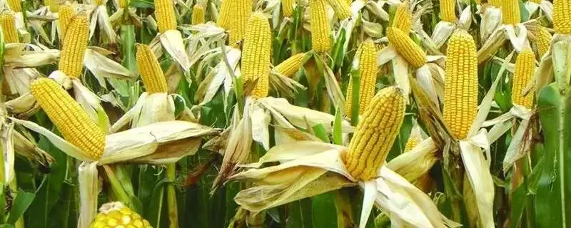 珍谷48玉米种子有啥特点(珍谷48玉米种子平均生育期129天)？-会东网