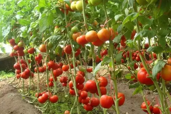 怎么防治番茄缺素症(防治番茄缺素症的方法有哪些)?插图2 怎么防治番茄缺素症(防治番茄缺素症的方法有哪些)?插图2