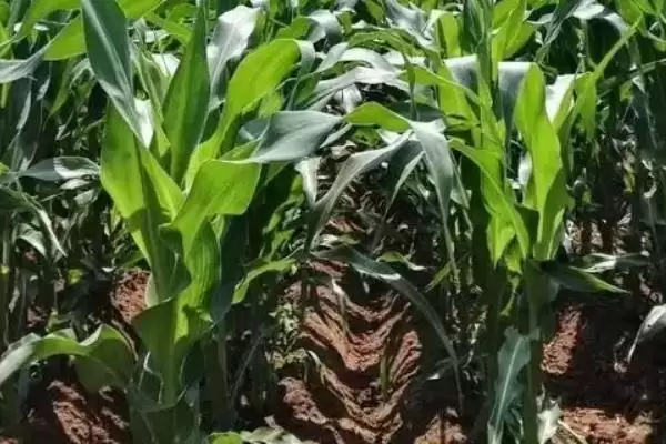 益田16号玉米种子简介(益田16号玉米种子情况介绍)？插图3