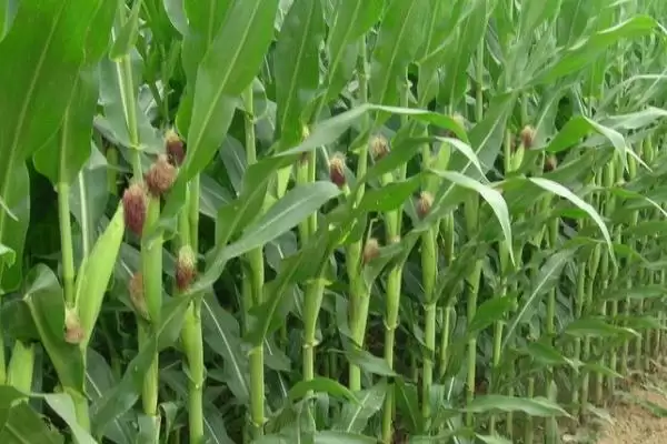 玉米丝黑穗病介绍(玉米丝黑穗病的基本情况介绍)?插图12 玉米丝黑穗病介绍(玉米丝黑穗病的基本情况介绍)?插图12