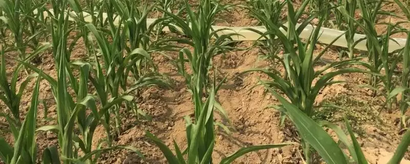 种玉米需要施什么肥(种玉米不同生长阶段所需肥料不同)?-会东网